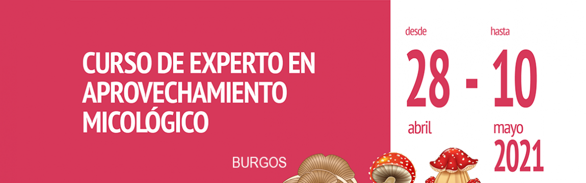 Curso de experto en aprovechamiento micológico