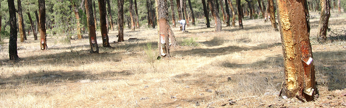 Seminario para la mejora de producción de resina en Pinus pinaster Aiton