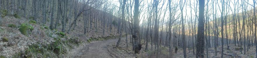 10 Rebollo Lab Barrado Jerte 