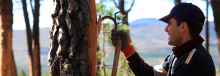 Resinero en Tabuyo del Monte-fotografía del Grupo Operativo Resinlab